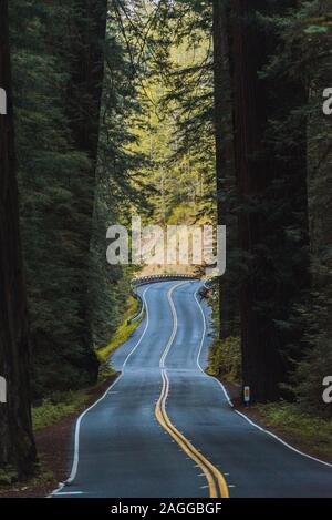 Windy road through Redwood forest, California, USA Stock Photo
