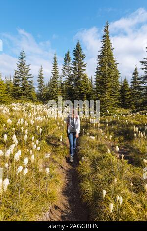 Female hiker enjoying alpine meadow, Mt Rainier National Park, Washington, USA Stock Photo