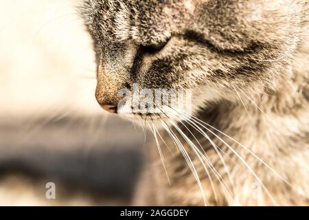 Sad Tabby Cat head profile. Idea for sad concept. Cat in image is sad. Stock Photo