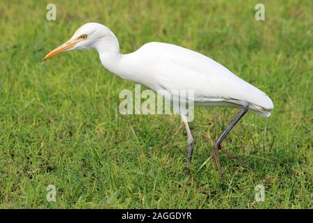 Cattle Egret Bubulcus ibis Stalking Prey - Gujarat, India Stock Photo