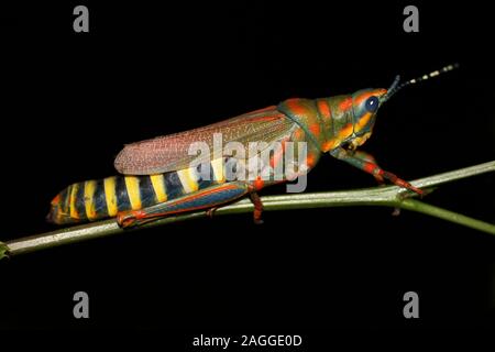 Indian Painted Grasshopper aka Aak Grasshopper Poekilocerus pictus Stock Photo