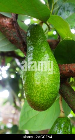 Avocado balls in the stem, green leaves Stock Photo