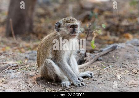 Vervet monkey (Cercopithecus aethiops), Chobe National Park, Botswana Stock Photo