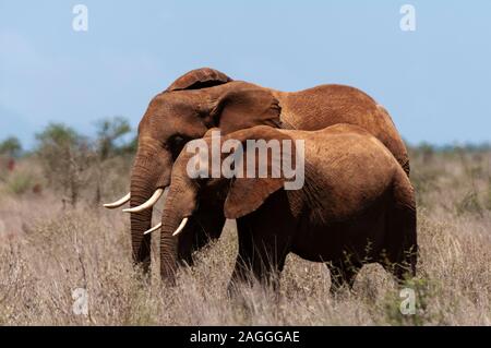 African elephant (Loxodonta africana) and calf, Lualenyi Game Reserve, Kenya Stock Photo