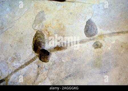 Fossilised Pine with Cones Pinus sp Oligocene or Pine Cone Fossil Stock Photo