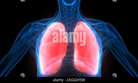 Lungs a Part of Human Respiratory System Anatomy X-ray 3D rendering Stock Photo