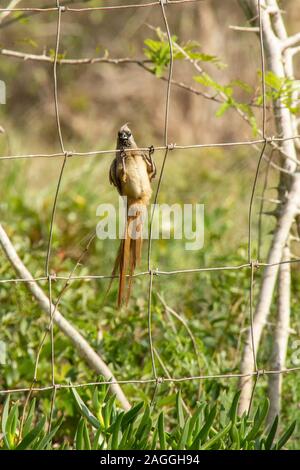 Speckled mousebird clinging to a fence in Sodwana Bay, KZN, South Africa. Stock Photo