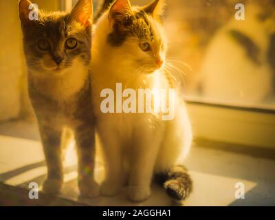 Two cute kittens are sitting on a sunny windowsill. Stock Photo