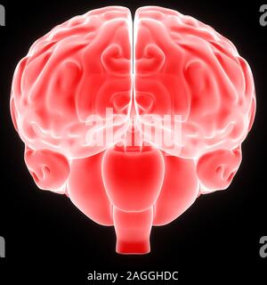 Human Internal Organ Brain with Nervous System Anatomy X-ray 3D rendering Stock Photo