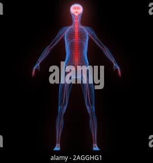 Human Internal Organ Brain with Nervous System Anatomy X-ray 3D rendering Stock Photo