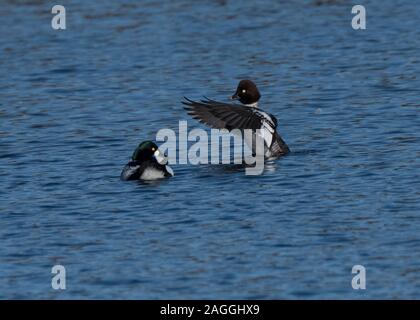 Goldeneye (Bucephala clangula), male and female, at Hoggenfiled Loch, Glasgow Scotland Stock Photo