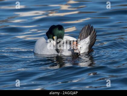 Goldeneye (Bucephala clangula), male preening, at Hoggenfiled Loch, Glasgow Scotland Stock Photo