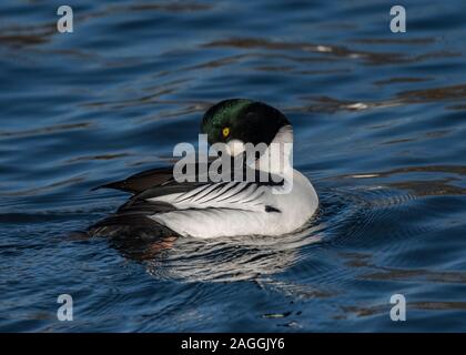 Goldeneye (Bucephala clangula), male, at Hoggenfiled Loch, Glasgow Scotland Stock Photo