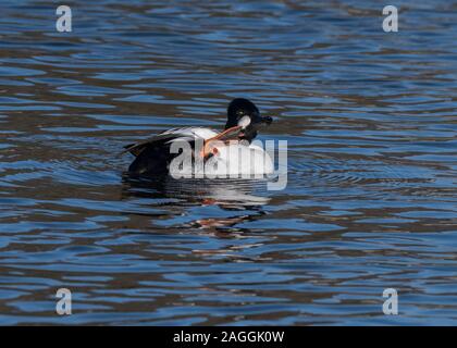 Goldeneye (Bucephala clangula), male preening, at Hoggenfiled Loch, Glasgow Scotland Stock Photo