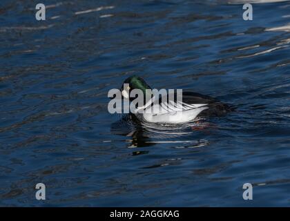 Goldeneye (Bucephala clangula), male swimming, at Hoggenfiled Loch, Glasgow Scotland Stock Photo