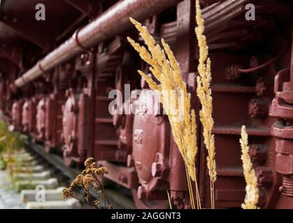 Yellow reed grass in bloom in front of a deliberately blurred background with a red historic locomotive Stock Photo