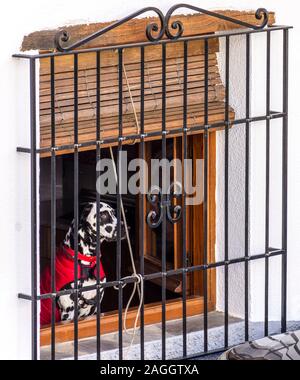 Capileira, La Alpujarra, Alpujarras, Granada region, Andalusia, Spain. Dalmation dog with red coat looks out of barred window in the village. Stock Photo