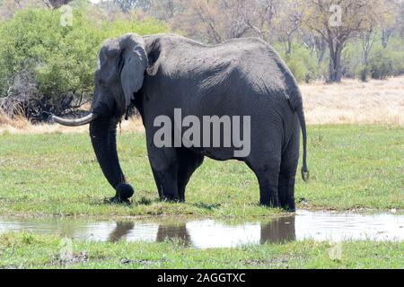 Large male African elephant drinking water from a swamp Moremi national park Moremi Wildlife park Botswana Africa