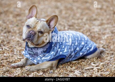 Frenchie keeps warm and chilling. Stock Photo