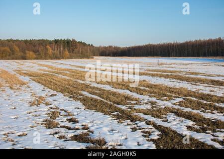 Melting snow on a large field. Forest and blue sky Stock Photo