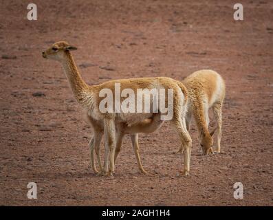 Three Vicugna vicugnas in Atacama high plateau with calf feeding Stock Photo