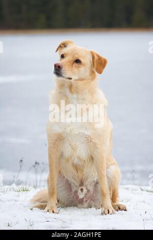 Mixbreed dog sitting in the snow Stock Photo