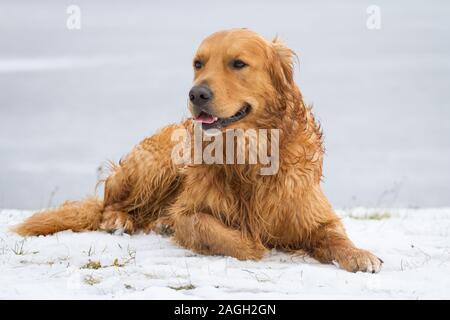 Golden Retriever dog lying in the snow Stock Photo