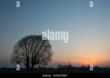 Large leafless willow tree and sky after sunset - evening view Stock Photo