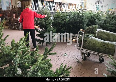Munich, Germany. 19th Dec, 2019. A customer examines and buys Christmas tree in a hardware store. Christmas trees are for sale, Christmas tree, Christmas trees, Christmas tree, Christmas tree, fir tree, | usage worldwide Credit: dpa/Alamy Live News
