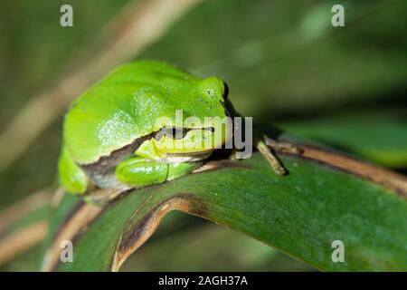 Beautiful european tree frog sitting on a leaf - closeup Stock Photo