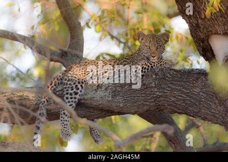 Selective focus shot of a leopard laying on on a tree Stock Photo