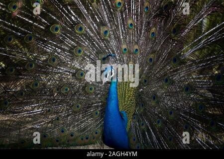 Closeup shot of a peacock with its tail wide open Stock Photo
