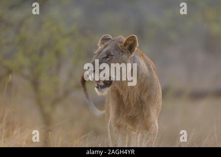 Closeup shot of a lion walking while looking around Stock Photo