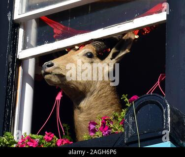COME AWAY FROM THE WINDOW DEAR - A deer looking out of a window decorated with flowers and ribbons in Britain Stock Photo