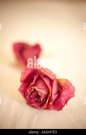 two dried roses Stock Photo