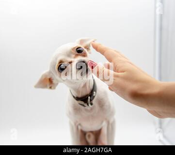 In the foreground, a female hand reaches for a small white dog, which takes her leave. Stock Photo
