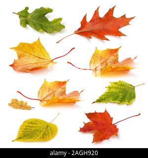 Collection of fallen autumn leaves in warm yellow-red and green tones isolated on a white background Stock Photo
