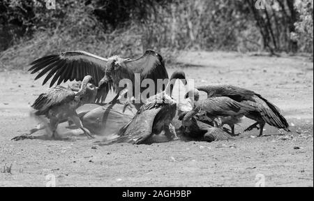 White-backed vultures eat the carcass of a dead Greater Kudu, Chobe National Park, Botswana in black and white Stock Photo