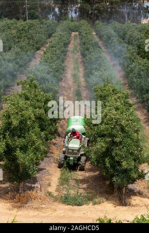 Elgin, Western Cape, South Africa, December 2019. Spraying apple trees in the fruit producing area close to Elgin ajoining the Theewaterskloof Dam, We Stock Photo