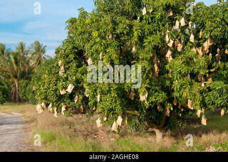 Mango tree fruits in paper bags covered Stock Photo