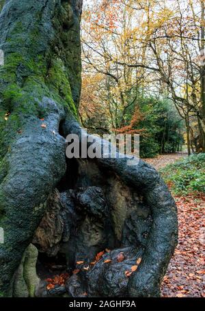 Close-up of the gnarled roots and trunk of a hollow ancient beech tree in a damp autumn woodland Stock Photo