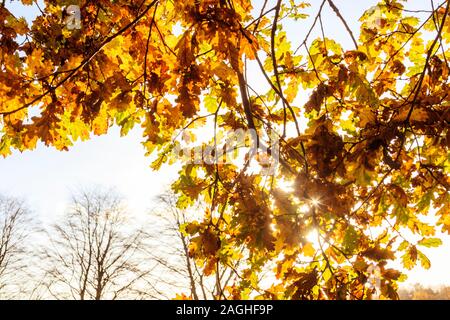 Late-afternoon sunlight filtering through golden oak leaves in a winter woodland Stock Photo