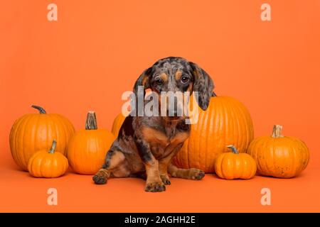 Cute dachshund puppy sitting between orange pumpkins on an orange background Stock Photo