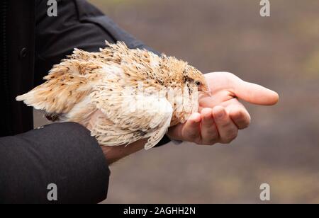 Quail on a poultry farm in cages Stock Photo