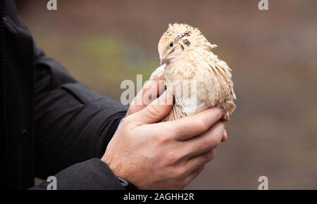 Quail on a poultry farm in cages Stock Photo