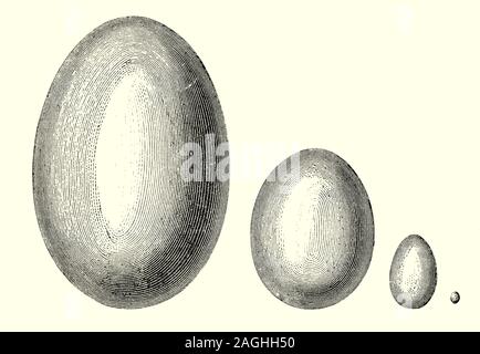 Ornithology: Breeding and Nests: A comparative illustration of the size of bird eggs from different species. Egg size tends to be proportional to the size of the adult bird,from the half gram egg of the bee hummingbird to the 1.5 kg egg of the ostrich. From left to right: An egg of the Aepyornis Maximus weighing up to 730 kilograms (1,600 lb); Ostrich Egg; Domestic Hens Egg; and a humming bird egg.