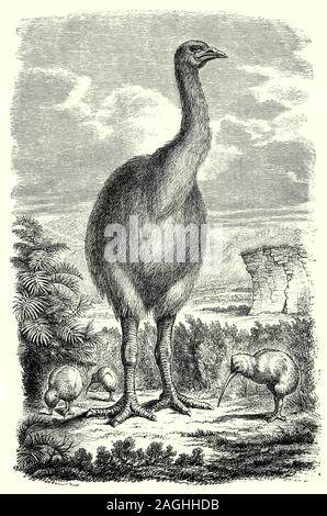 Ornithology: Breeding and Nests:  Moa, a now-extinct flightless bird endemic to New Zealand. The two largest species, Dinornis robustus and Dinornis novaezelandiae, reached about 3.6 m (12 ft) in height with neck outstretched, and weighed about 230 kg (510 lb). It is estimated that when Polynesians settled New Zealand circa 1280, the moa population was about 58,000 and they were the dominant herbivores in New Zealand's forest, shrubland and subalpine ecosystem. Primarily due to overhunting by the Māori, Moa became extinct circa 1300 –1440. Stock Photo