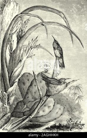 Ornithology: Breeding and Nests:  A Saw Billed Humming Bird (Petasophora serrirostris) sitting on it's nest with accompanying companion. It is possible that the latin classification and common name of these South American birds has changed since the 19th century when this illustration was created, because Petasophora serrirostris is also the name given to the Violet Eared Humming Bird. Stock Photo