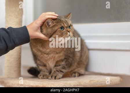 Young cat Scottish Straight lying on claw sharpener.Hand of person stroking head of cute cat. Stock Photo