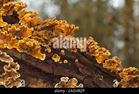 Dead branch of on oak, grown with Hairy curtain crust fungi, on a forest soil with ferns and fallen leaves Stock Photo